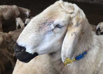 Kangal Akkaraman Koyun Irkı Resimleri