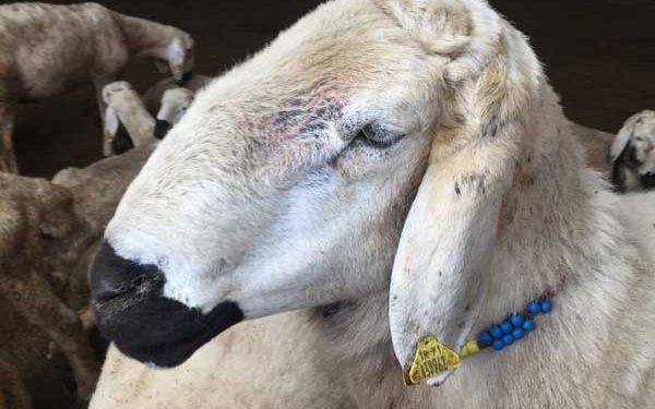 Kangal Akkaraman Koyun Irkı Resimleri