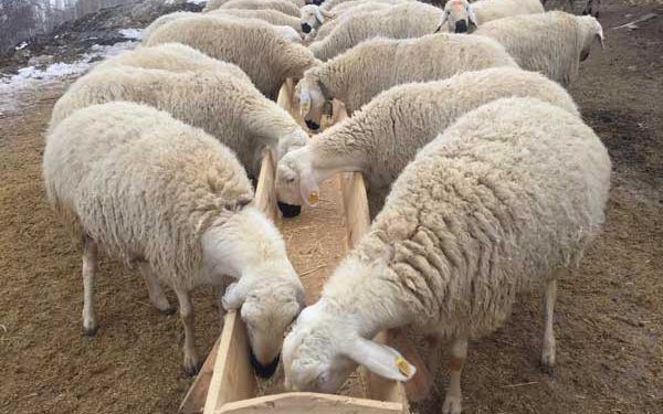 Kangal Akkaraman Koyun Irkı Resimleri