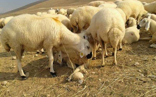 Kangal Akkaraman Koyun Irkı Resimleri