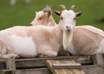 Keçiler, mutlu yüz ifadeli insanlara daha çok yakınlık duyuyor