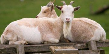 Keçiler, mutlu yüz ifadeli insanlara daha çok yakınlık duyuyor