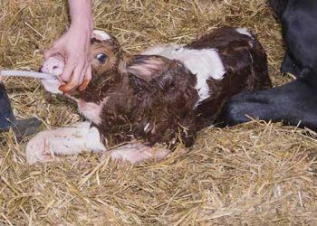 Kolostrumun Veriliş Şekli Neden Önemlidir?