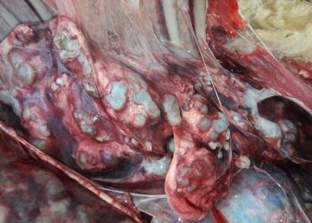 Kurban Etinden Hastalık Bulaşmasın