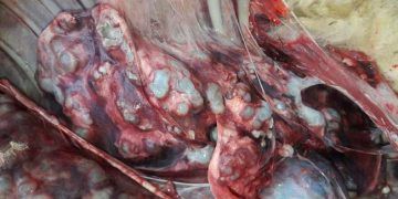 Kurban Etinden Hastalık Bulaşmasın