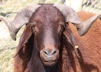 Morkaraman Koyun Irkı