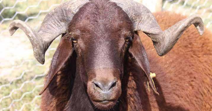 Morkaraman Koyun Irkı Resimleri