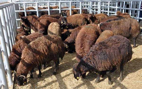 Morkaraman Koyun Irkı Resimleri