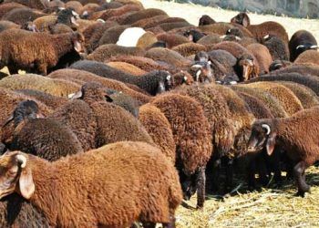 Morkaraman Koyun Irkı Resimleri