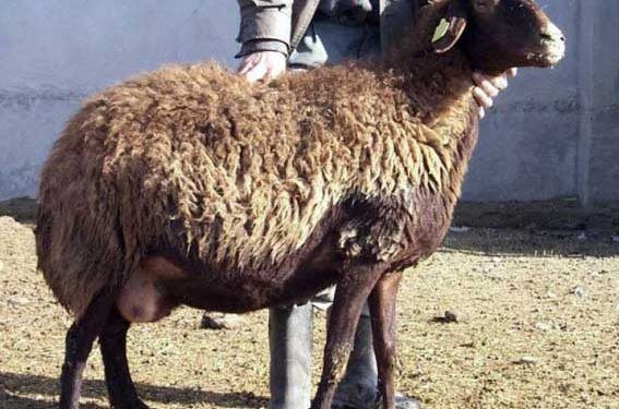 Morkaraman Koyun Irkı Resimleri