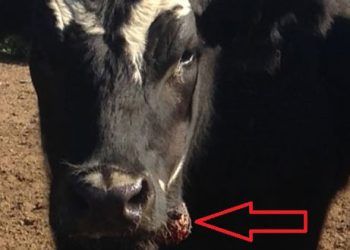 Odun Dil, Yumru Çene