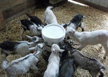 Oğlakların Beslenmesi ve Beslenme Yöntemleri