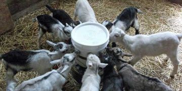 Oğlakların Beslenmesi ve Beslenme Yöntemleri