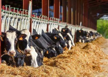 Rasyonun Çiftlikten Yemliğe Gelme Aşamaları