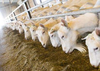 Saanen ve Süt Keçilerinin Beslenmesi