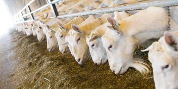 Saanen ve Süt Keçilerinin Beslenmesi