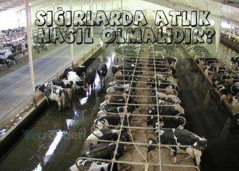 Sığırlarda Atlık Nasıl Olmalıdır?