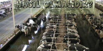 Sığırlarda Atlık Nasıl Olmalıdır?