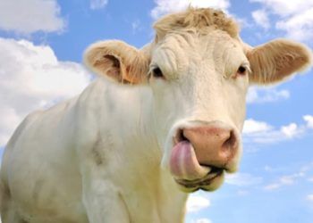 Sığırlarda Dil Oynatma Hastalığı ve Manganezin (MN) Rolü