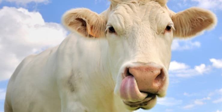 Sığırlarda Dil Oynatma Hastalığı ve Manganezin (MN) Rolü