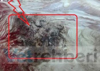 Sığırlarda Göz Hastalığı