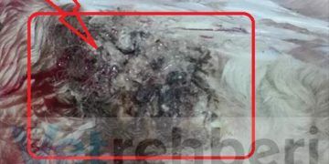 Sığırlarda Göz Hastalığı