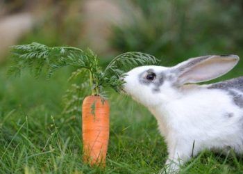 Tavşanlarda Beslenme