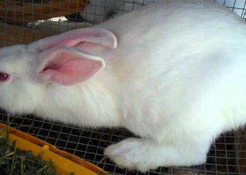 Yeni Zelanda Tavşanı Nedir?