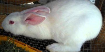 Yeni Zelanda Tavşanı Nedir?