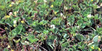 Yer Altı Tırtılı Nedir?