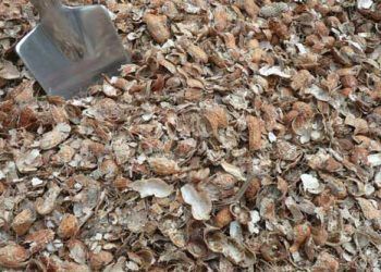 Yer Fıstığı Kabuğu Nedir?