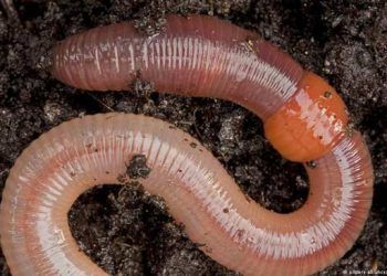 Yer Solucanları Nedir?