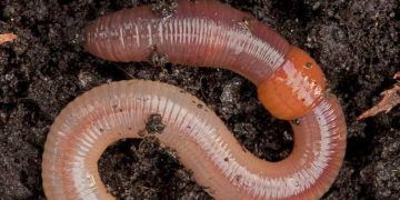 Yer Solucanları Nedir?