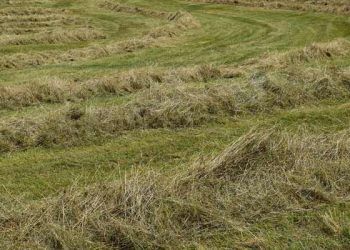 Yerde Kurutma Nedir?