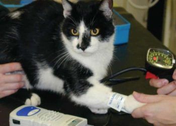 Yerel Amiloidozis Nedir?