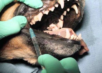 Yerel Anestezik Nedir?