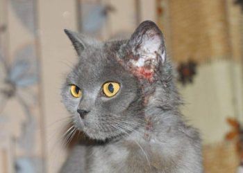 Yerel Belirtiler Nedir?