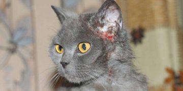 Yerel Belirtiler Nedir?