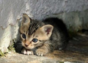 Avrupa'da neden sokak hayvanı yok?