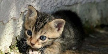 Avrupa'da neden sokak hayvanı yok?