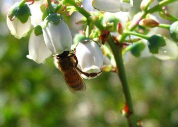 Bal Arılarının Yaban Mersini Polenlendirmesini Nasıl Gösterir?