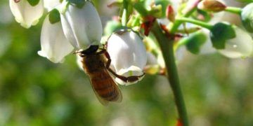 Bal Arılarının Yaban Mersini Polenlendirmesini Nasıl Gösterir?