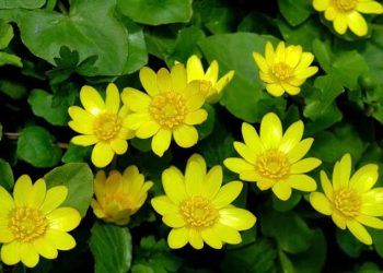 Basur Otu Zehirlenmesi