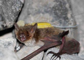 Bazı Yarasalar Tanımlanamayan Gıda Kaynakları İçin Yiyecek Arayışları