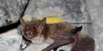 Bazı Yarasalar Tanımlanamayan Gıda Kaynakları İçin Yiyecek Arayışları