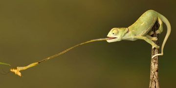 Bukalemun Beslenmesi ve Bakımı
