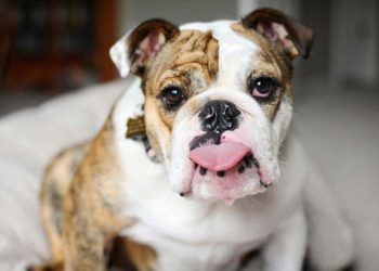 Bulldog Köpek Irkı