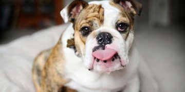 Bulldog Köpek Irkı