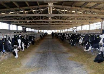 Devrekani'nin elektriğinin yarısı hayvansal atıklardan