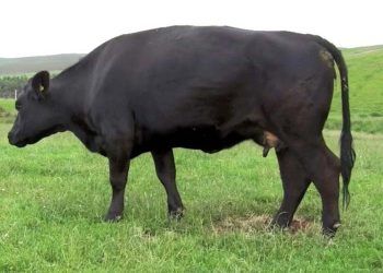 Doğumdan Önce Mastitisli Gebe Düvelerin Tedavisi